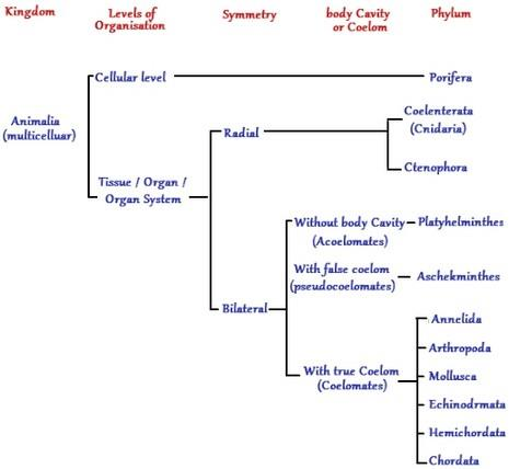 Classification of Animal Kingdom