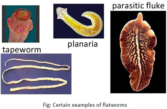 Examples of Platyhelminthes