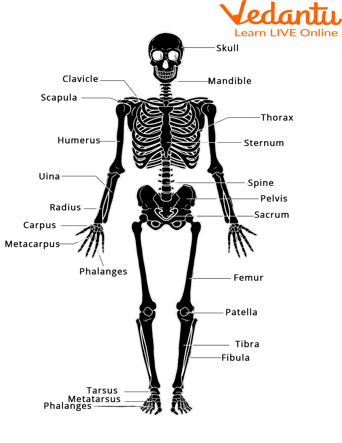 Human Skeletal System Learn Definition Functions And Facts