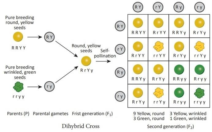 dihybrid cross table