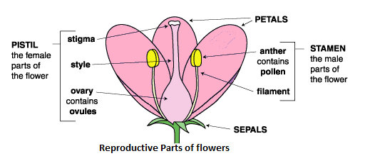 the reproductive parts of a flower