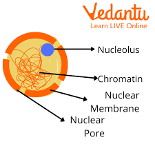 Structure of Nucleolus