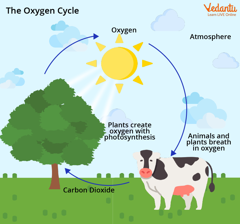 Oxygen cycle diagram for science education Vector Image