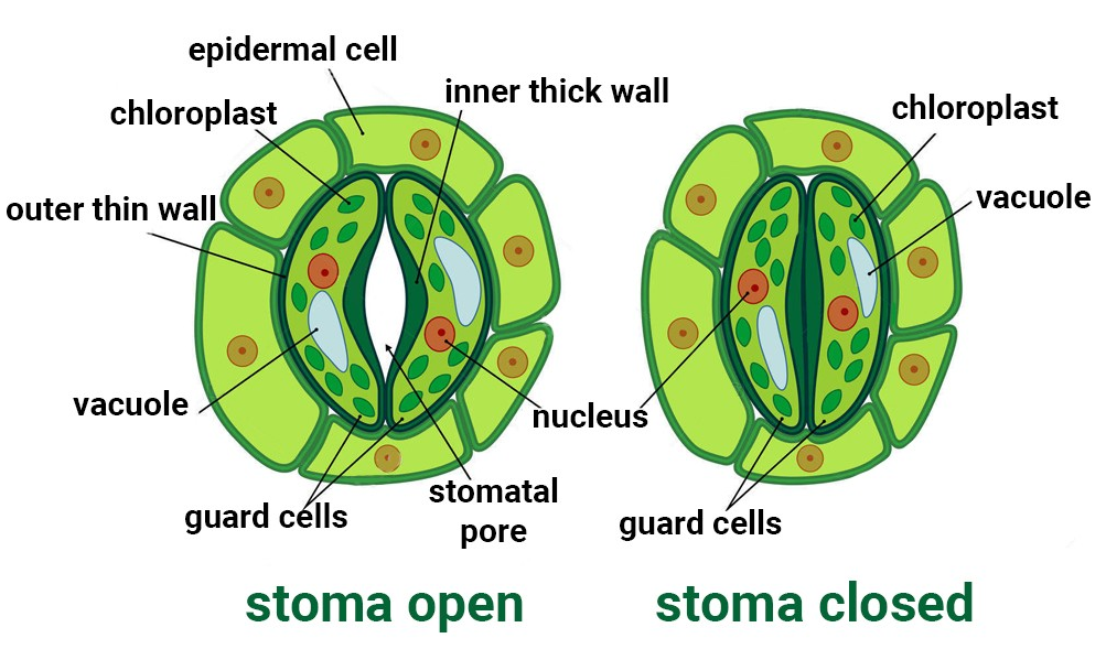 open and close stomata