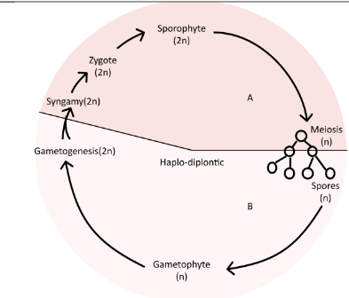 Funaria life cycle