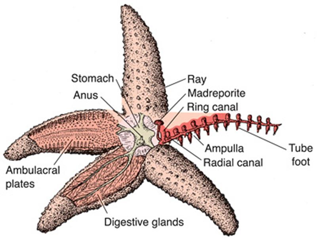 Digestive System of Echinodermata