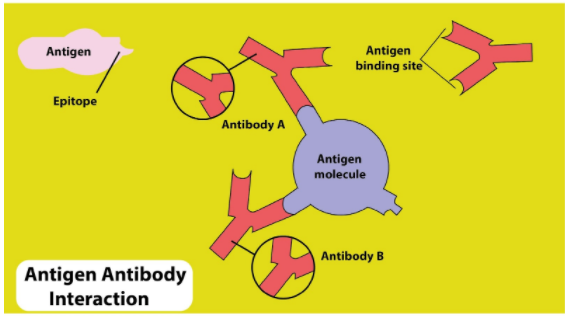 antigen-antibody reaction diagram