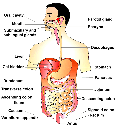 human digestive system diagram