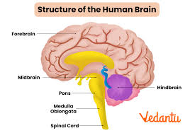 Human Brain