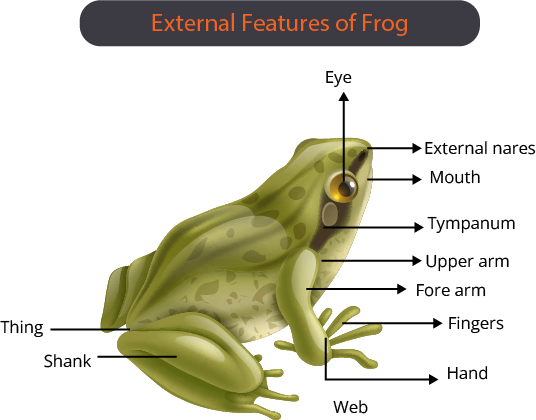 External features of frog