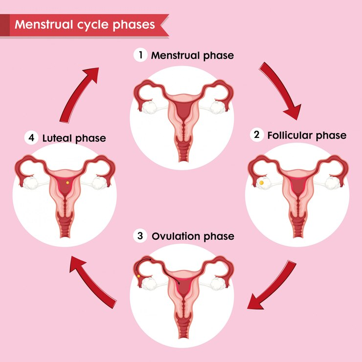 Menstrual Cycle Phases Diagram