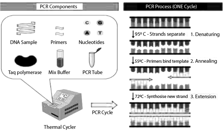 Amplification of gene of interest using PCR