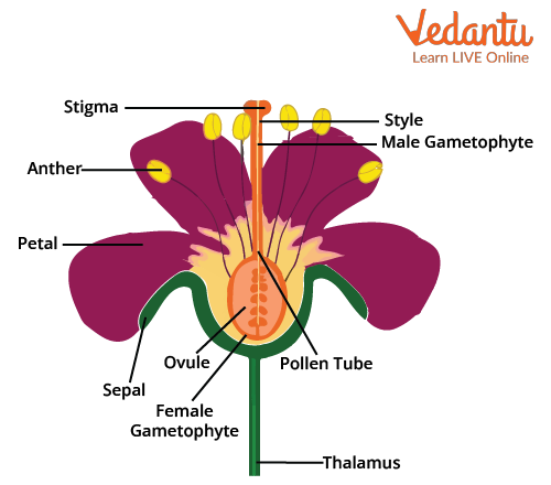 Hibiscus Flower Diagram