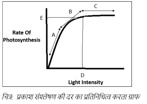Graph representing the rate of photosynthesis