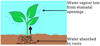 Transpiration