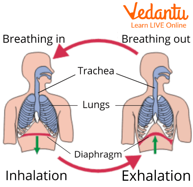 mechanism of breathing diagram