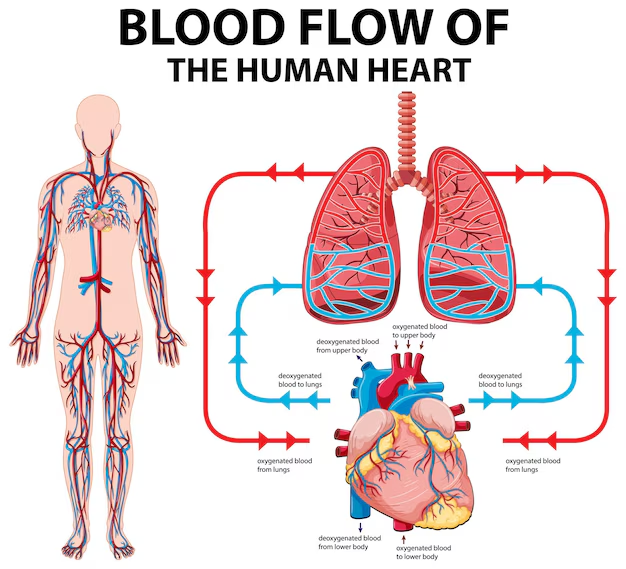 Circulatory System