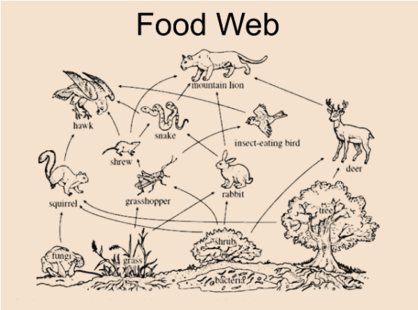 food web diagram