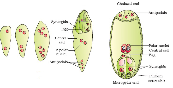 flower reproduction - Megasporogenesis