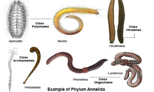 Examples of Phylum Annelida