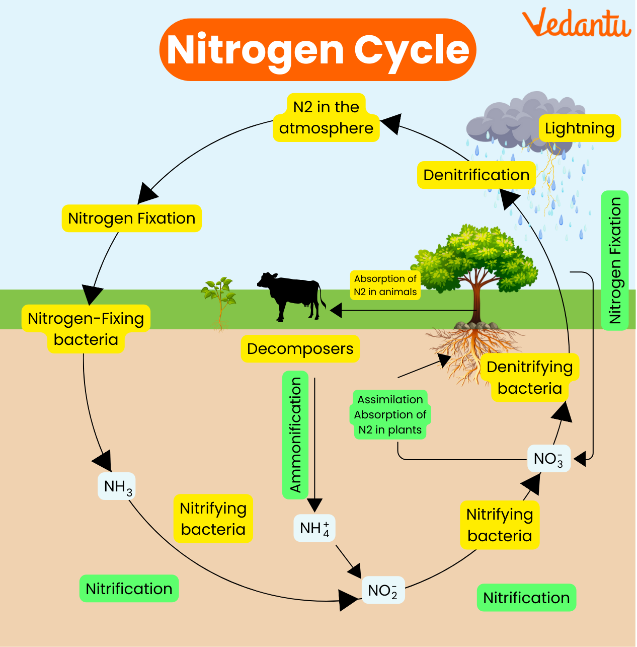 Nitrogen Cycle