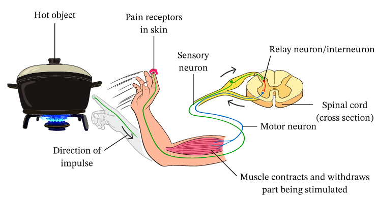 mechanism of reflex action