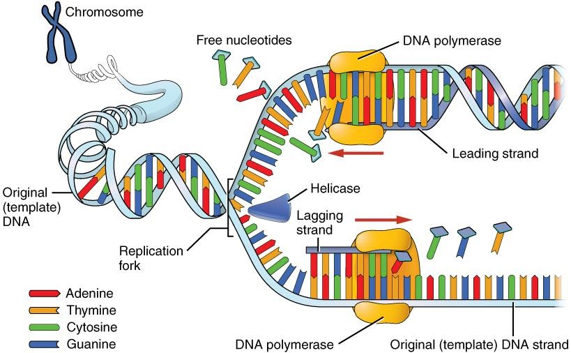 DNA replication diagrama