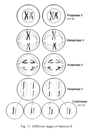 Different Stages of Meiosis II