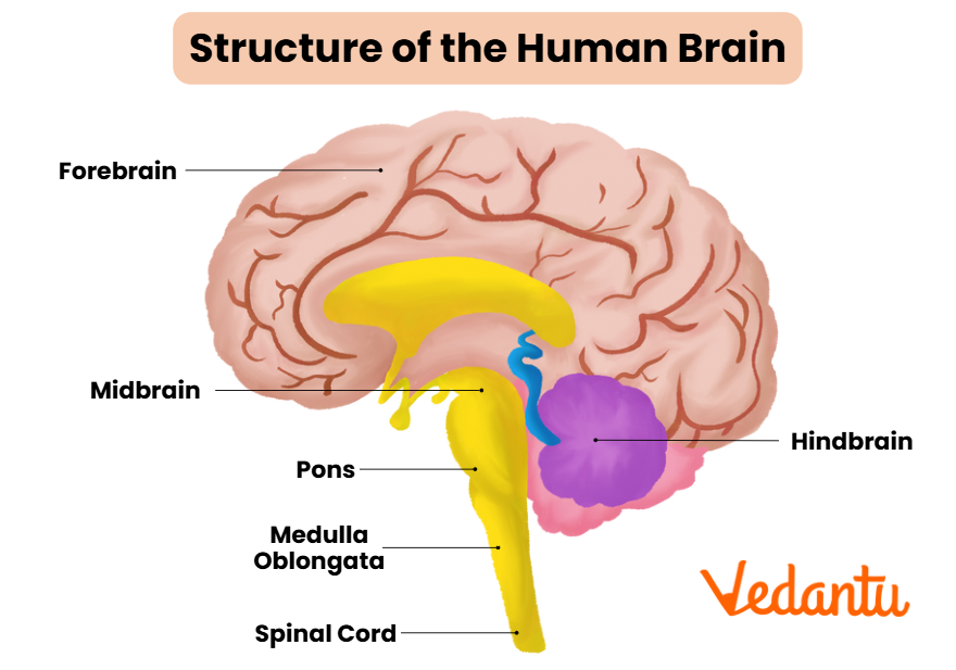 Structure of brain