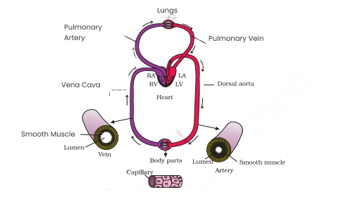 Blood Circulation