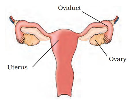 Female Reproductive Organs in Humans