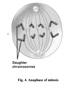 Anaphase of mitosis