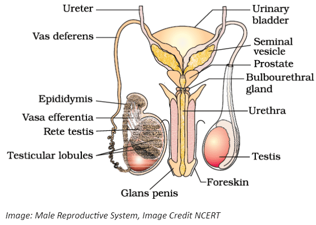 human male reproductive system diagram