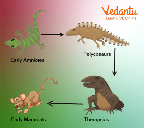 evolution of animals chart
