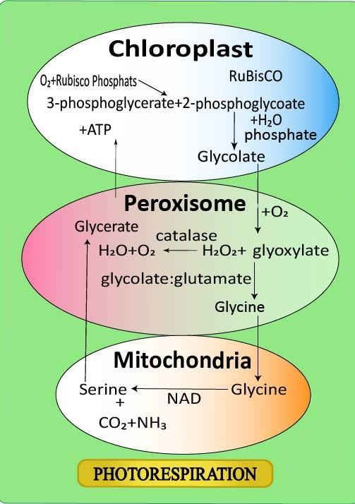 Photorespiration