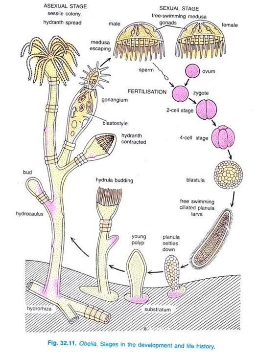 Alternation of Generation in  Coelentrates