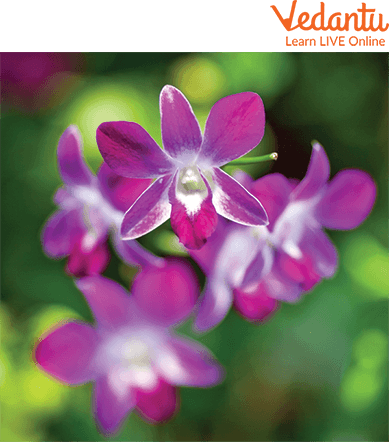 Dendrobium Orchid