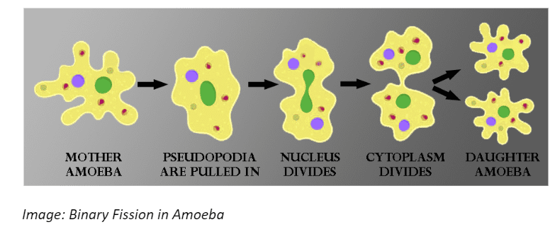 Binary Fission in Amoeba