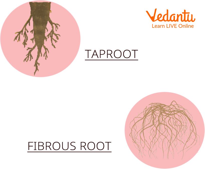 types of roots - tap root and fibrous root