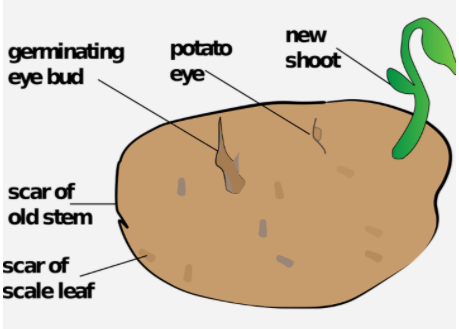 vegetative propagation - Eye bud in potato