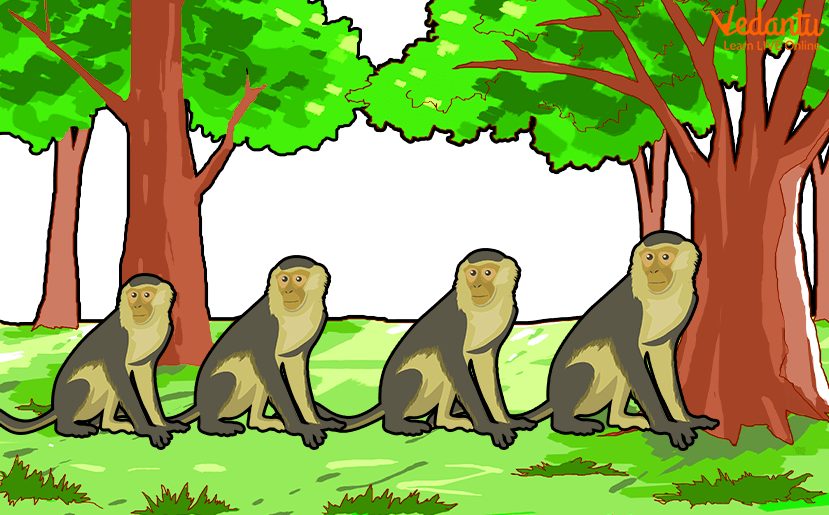 Interesting Facts About Monkeys for Kids