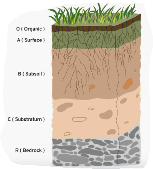 Cross-Section of Soil