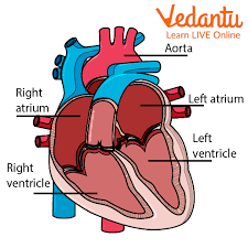 Human Hearts