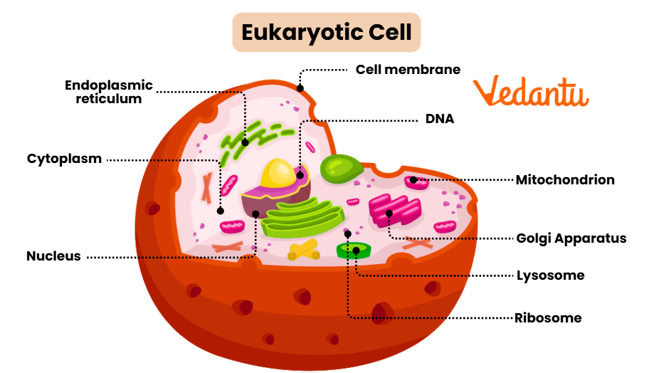 Eukaryotic Cell Diagram