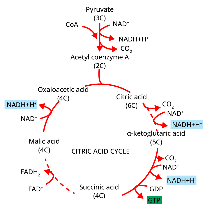 Tricarboxylic Acid Cycle/Krebs Cycle