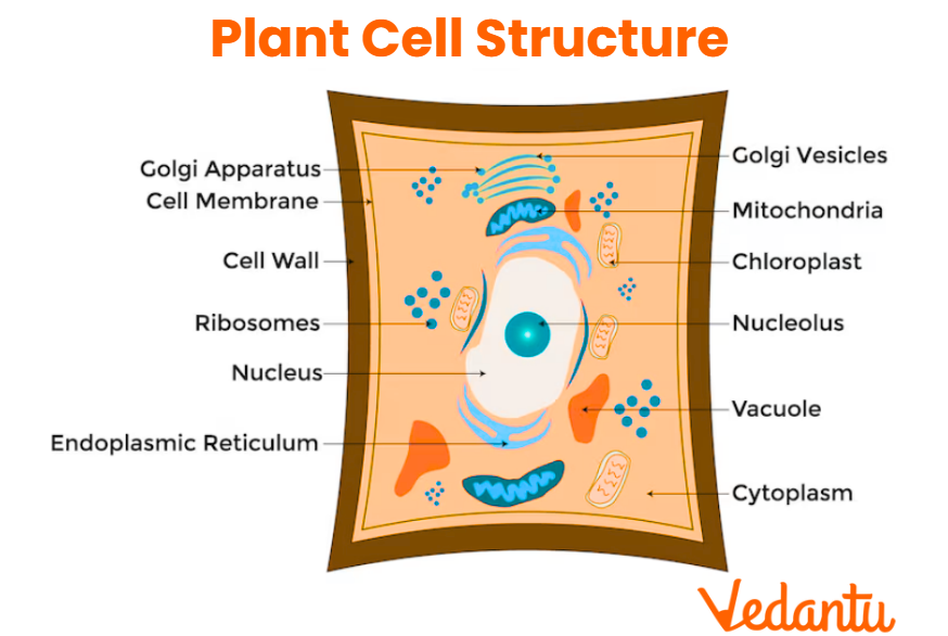 Plant Cell Diagram