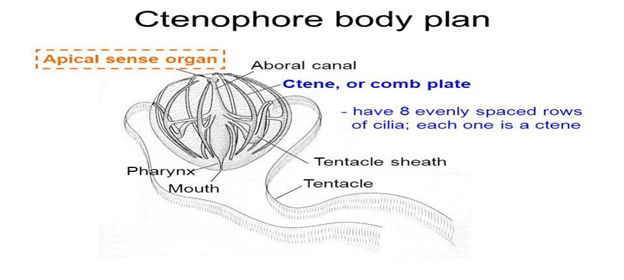 Ctenophora Body plan