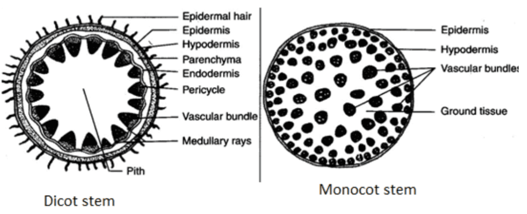 Dicot and Monocot Stems