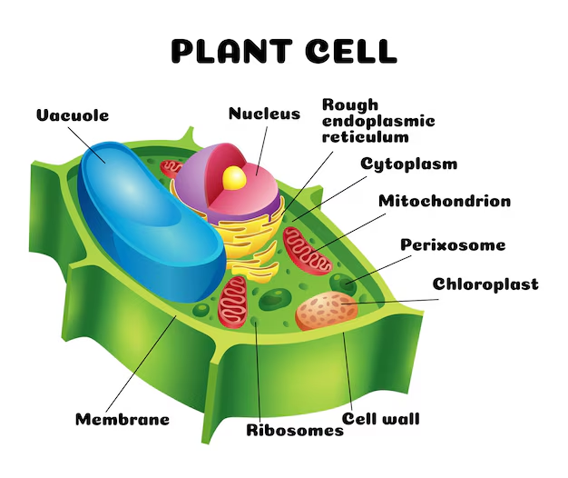 Plant cell showing cell wall