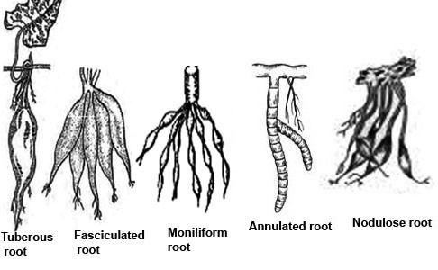 Adventitious root  modification